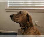 Small Photo #13 Plott Hound Puppy For Sale in MIDVALE, UT, USA