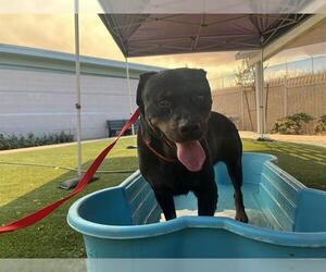 Rottweiler Dogs for adoption in Corona, CA, USA