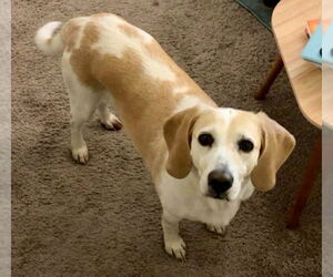 Beagle Dogs for adoption in Tampa, FL, USA