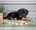 Puppy Tex Bernedoodle-Labrador Retriever Mix