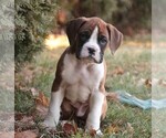 Small #6 Boxer