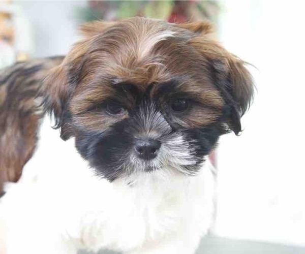 Medium Photo #1 Shih Tzu Puppy For Sale in RED LION, PA, USA