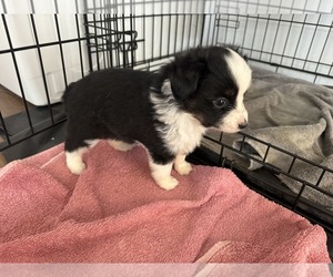 Cavapoo Puppy for sale in HESPERIA, CA, USA