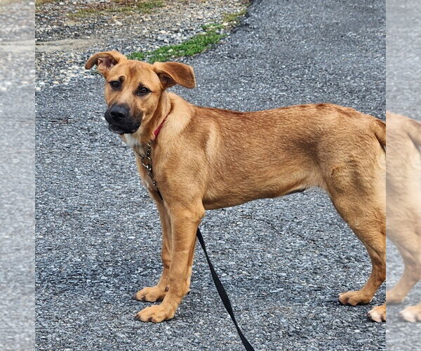 Medium Photo #4 Mutt Puppy For Sale in Walnutport, PA, USA