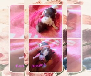 Morkie-Yorkshire Terrier Mix Puppy for sale in WOBURN, MA, USA