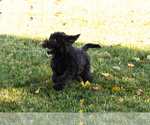 Small Photo #6 Poodle (Standard) Puppy For Sale in SHIPSHEWANA, IN, USA