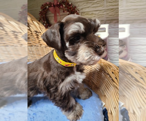 Medium Photo #1 Schnauzer (Miniature) Puppy For Sale in HUMESTON, IA, USA