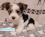 3 Parti Biewer - Male Biewer Yorkie Puppy for Sale - Photo #4
