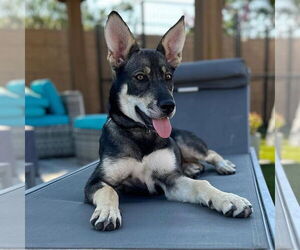 Ava - Female Siberian Husky-Unknown Mix Dog for Adoption - Photo #2