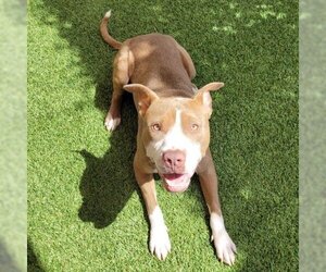 American Pit Bull Terrier Dogs for adoption in Galveston, TX, USA