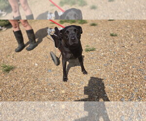 Genesis - Female Mutt Dog for Adoption - Photo #4