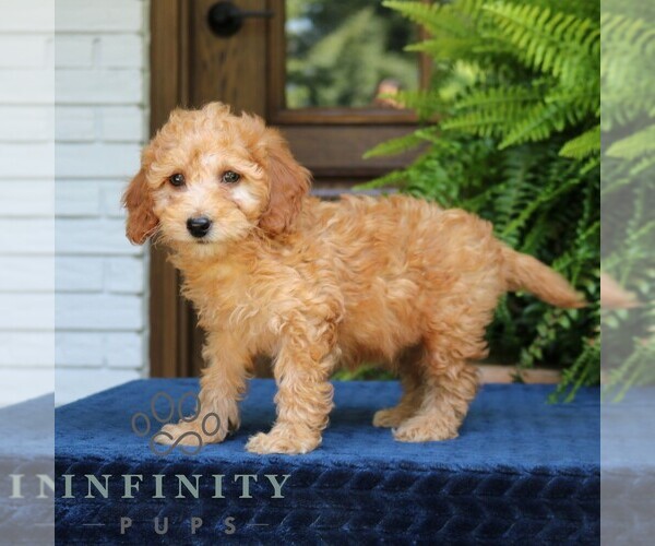 Medium Photo #4 Goldendoodle (Miniature) Puppy For Sale in NARVON, PA, USA