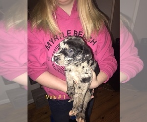Puppy for sale in LAKE CITY, SC, USA
