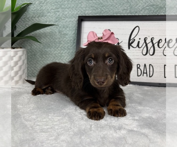 Medium Photo #6 Dachshund Puppy For Sale in FRANKLIN, IN, USA