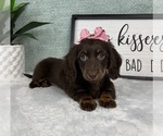 Small #5 Dachshund