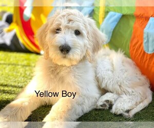 Goldendoodle-Poodle (Standard) Mix Puppy for Sale in CITRUS HEIGHTS, California USA