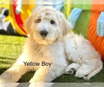 Small Photo #1 Goldendoodle-Poodle (Standard) Mix Puppy For Sale in CITRUS HEIGHTS, CA, USA