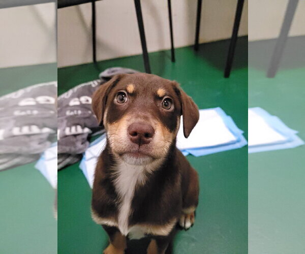 Medium Photo #1 Border Collie-Mastiff Mix Puppy For Sale in Sequim, WA, USA