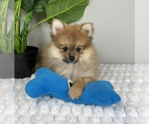 Pomeranian Puppy for Sale in FRANKLIN, Indiana USA