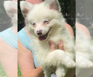 Pomsky Puppy for sale in FARMVILLE, VA, USA