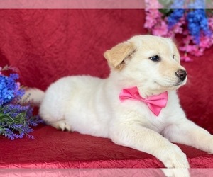 Golden Labrador Puppy for sale in LANCASTER, PA, USA