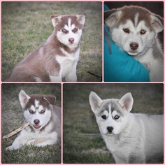 Siberian Husky Puppy for sale in LAFAYETTE, IN, USA