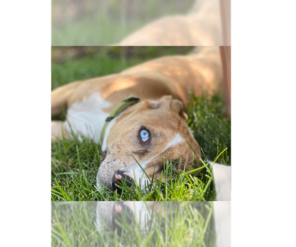 Medium Photo #19 Labrador Retriever-Unknown Mix Puppy For Sale in Brewster, NY, USA