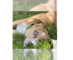 Small #18 Labrador Retriever Mix