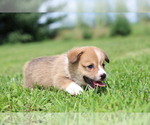 Small #4 Pembroke Welsh Corgi