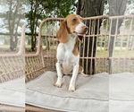 Small Photo #7 Beagle Puppy For Sale in OCALA, FL, USA