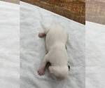 Small #3 American Bulldog