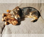 Small #1 Chiweenie