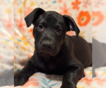 Small #5 Labrador Retriever Mix