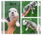 Puppy 2 Olde English Bulldogge