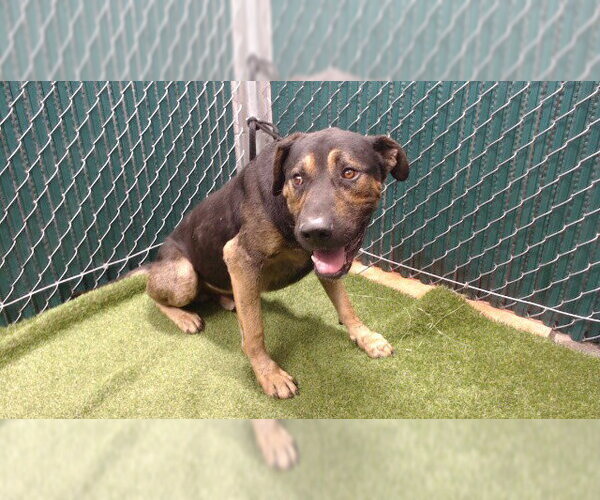 Medium Photo #1 German Shepherd Dog Puppy For Sale in Downey, CA, USA