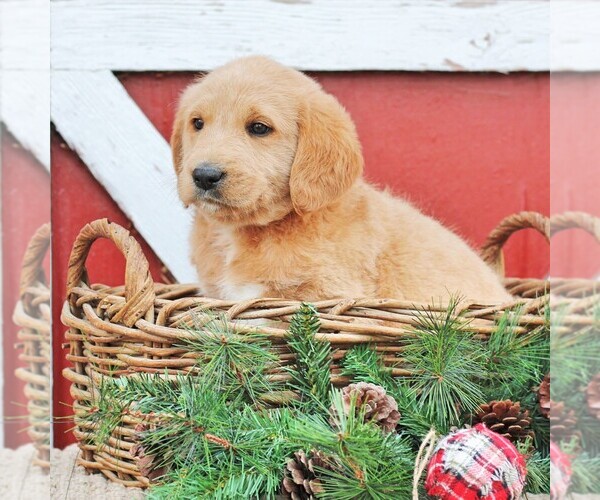 Medium Photo #2 Labradoodle Puppy For Sale in GREENCASTLE, PA, USA
