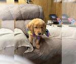 Small #1 Golden Retriever