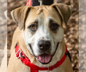 Labrador Retriever-Unknown Mix Dogs for adoption in Canton, CT, USA