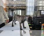 Puppy Teal Collar Presa Canario