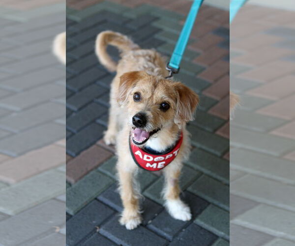 Medium Photo #2 Wapoo Puppy For Sale in Mission Viejo, CA, USA