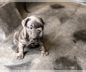 French Bulldog Puppy for sale in RANCHO CORDOVA, CA, USA