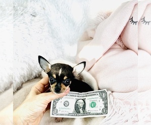 Chihuahua Puppy for sale in DELRAY BEACH, FL, USA