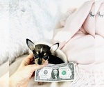 Small Chihuahua
