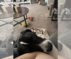 Toby - Male Labrador Retriever-Unknown Mix Dog for Adoption - Photo #3