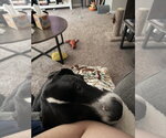 Small Photo #3 Labrador Retriever-Unknown Mix Puppy For Sale in Holly Springs, NC, USA