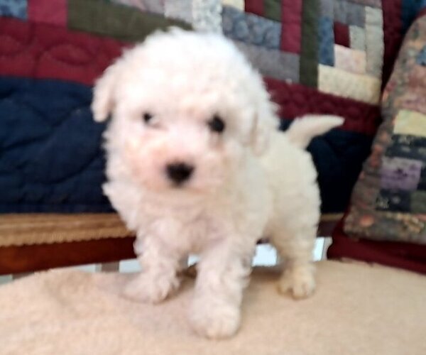Medium Photo #1 Bichon Frise Puppy For Sale in PELHAM, NH, USA