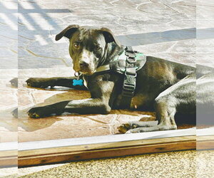 Blacklit Canopy - Female Mutt Dog for Adoption - Photo #11