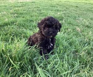 Poovanese Puppy for sale in SHILOH, OH, USA