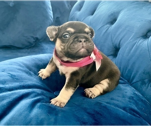 Medium Photo #12 French Bulldog Puppy For Sale in JERSEY CITY, NJ, USA