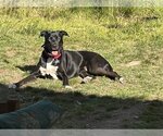 Small #10 American Pit Bull Terrier-German Shepherd Dog Mix